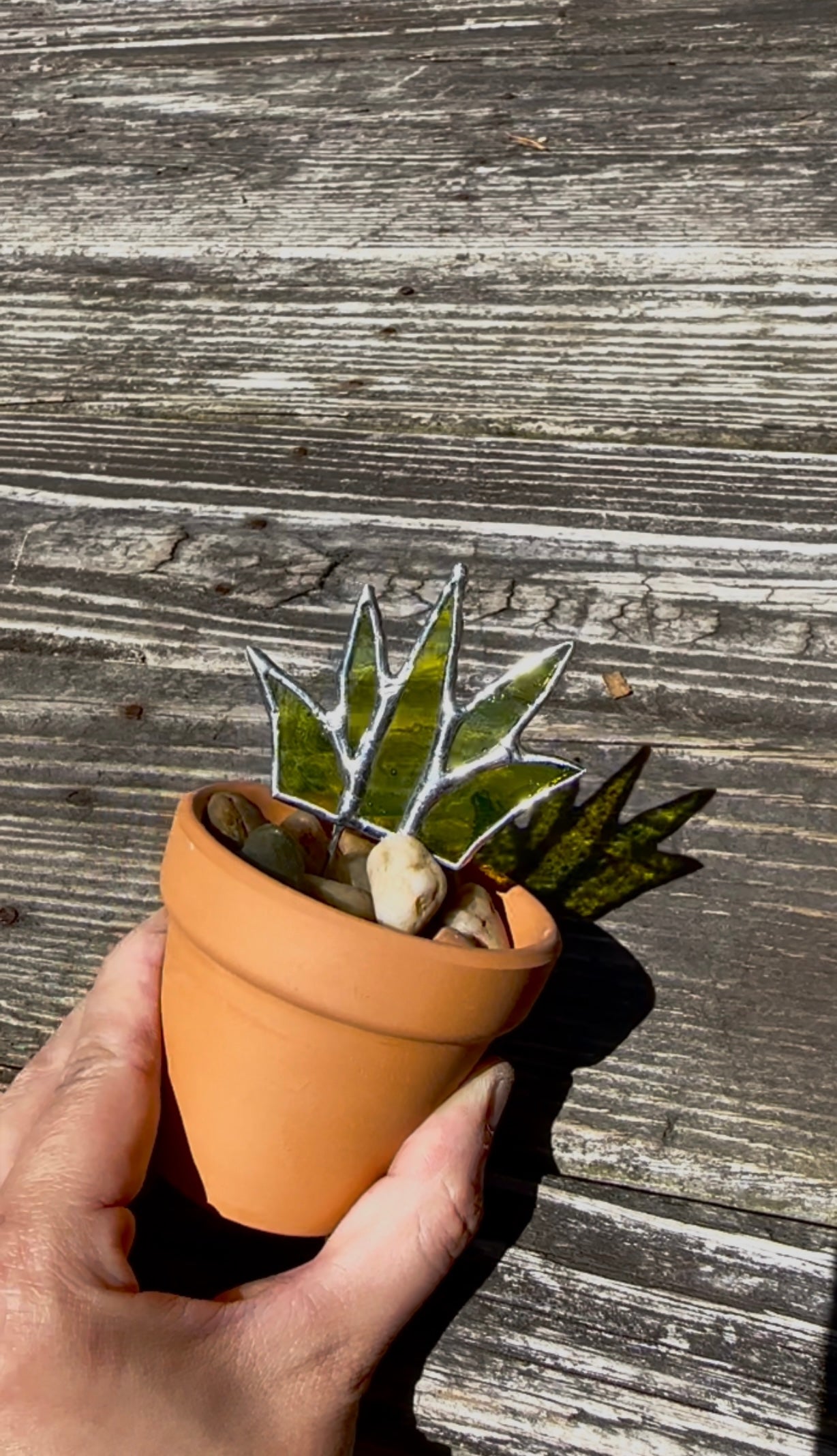 Stained Glass Aloe Forever Plant