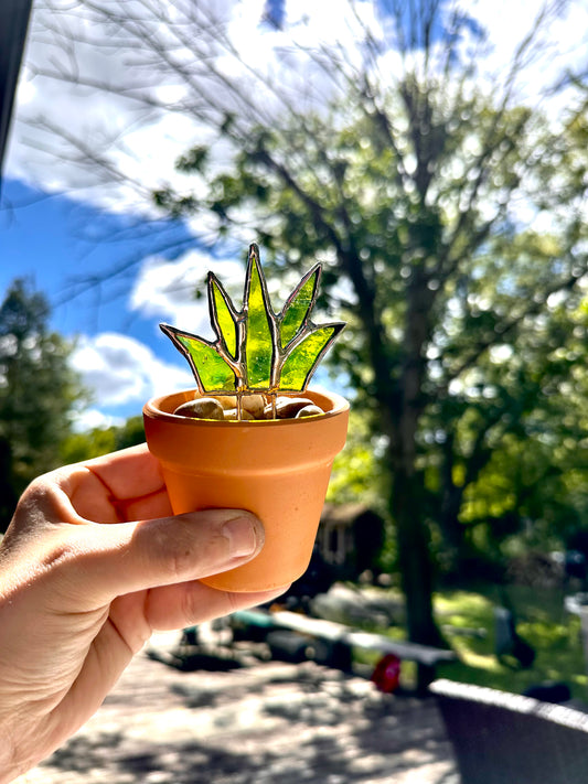 Stained Glass Aloe Forever Plant
