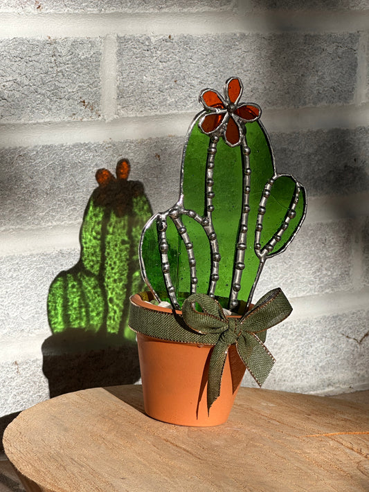 Forever Cactus with orange flower